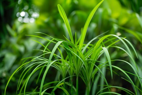 A close-up shot of vetiver grass, showcasing its long, thin blades.