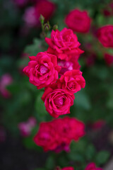 red pink roses in garden
