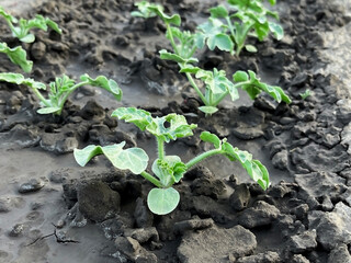 sprouts of watermelon grow on a bed in a vegetable garden