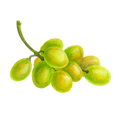 Small bunch of grapes. Hand drawn watercolor illustration. Isolated on white background element for design of labels, wine lists, menus, patterns, packaging decor, cards and kitchen textiles.