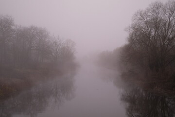 misty morning in the forest