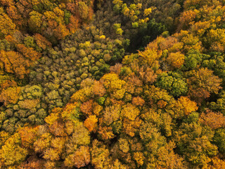 Aerial view of a colorful forest in autumn
