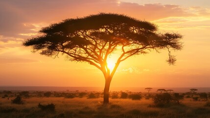 Obraz premium A tree in the sunset with the sun setting behind it