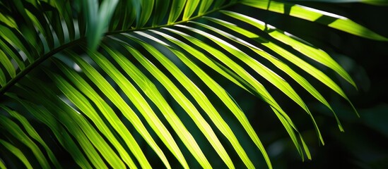 Engaging and Natural Description of a Tropical Palm Leaf in Sunlight and Shadow