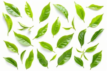 Set of isolated green tea leaves on white background