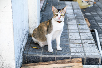 Nerighbourhood Cat on Urban 2