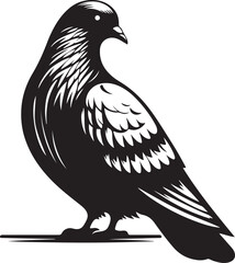 dove isolated on white