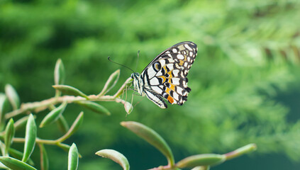 Butterfly sitting on green leaves outdoors.