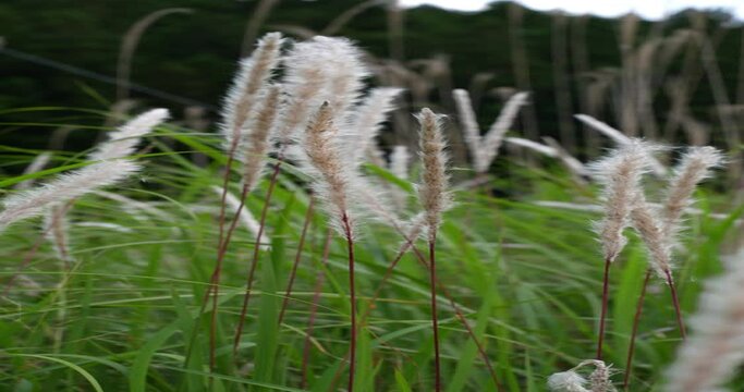 風によって野原の自生するススキが揺らめいている。