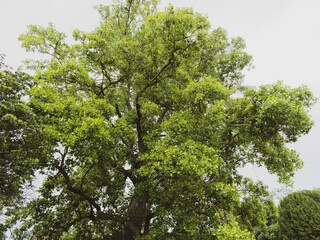 (Liriodendron tulipifera) American tulip tree or yellow-poplar tree with pyramidal crown and tortuous branches bearing branches with dense green foliage