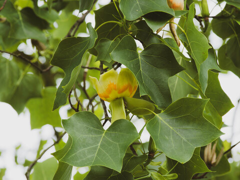 (Liriodendron tulipifera) Erect flowers with greenish yellow petals cup-shaped of an American tulip tree in late spring