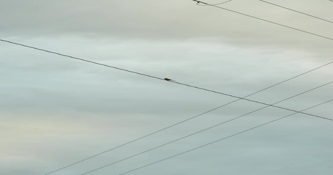 電線の上で鳴いている野鳥がいます。