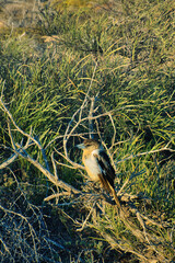 Grey butcherbird (Cracticus torquatus) in a bush in the outback of Western Australia

