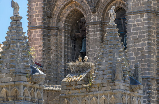 White stork (Ciconia ciconia) nest made in a belfry tower of Avila Cathedral