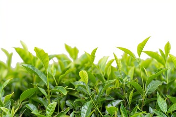 Obraz premium Tea plantation isolated on white background