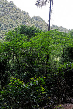Regenwald auf Borneo, Malaysia