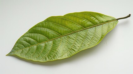 The leaf skin of a young green mango