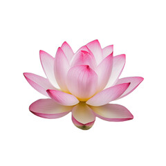 pink lotus flower