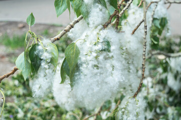Poplar branch with a large bundle of fluff and seeds and leaves around it. Poplar fluff concept.