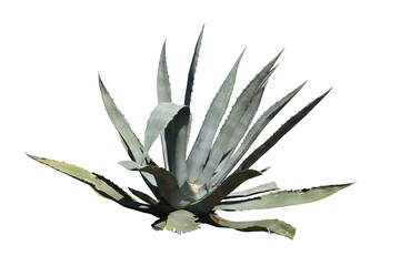 An Agave Americana isolated on the transparent background