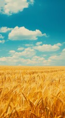 Naklejka premium Natural Summer Scene: Wheat Field blurred