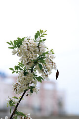 Bunches of white acacia.