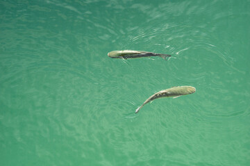 Close-up trout fish swim in clear salted ocean water top view