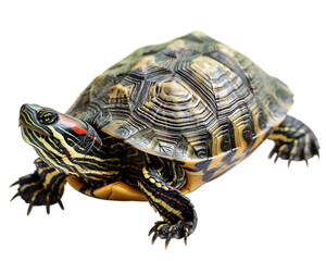 Fototapeta premium Turtle basking under a light on transparent background