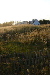 A view of some Lagurus Ovatus in a field, some dry flowers also called White Bunny Tail Grass. Batz-sur-Mer, France  - June 6, 2024.