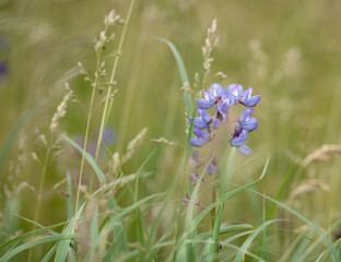 tall green grass surrounds beautiful blooming lupine on the prairie