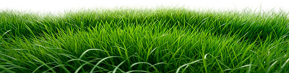 Obraz premium Green grass meadow. Garden grass. Beautiful panoramic landscape of wavy green grass background.