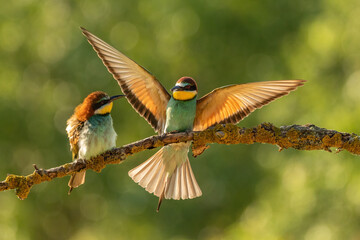 European bee-eater (Merops apiaster)