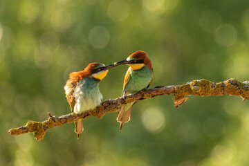 European bee-eater (Merops apiaster)