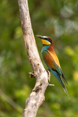 European bee-eater (Merops apiaster)