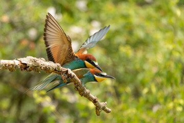 European bee-eater (Merops apiaster)