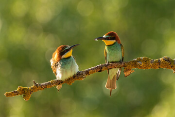 European bee-eater (Merops apiaster)