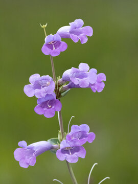 beautiful large-flowered beardtongue flowers blooming in the prairie in spring