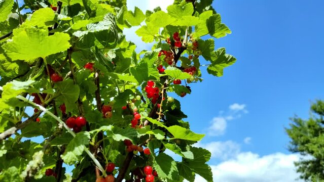 leckere reife rote Johannisbeeren - Erntezeit im Garten, frisch, gesund, Vitamine, Beerenstrauch, Marmelade, Smoothie, Gesundheit