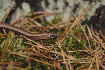 Anguis fragilis