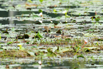 A mother duck and her ducklings in the water
