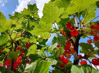 leckere reife rote Johannisbeeren - Erntezeit im Garten, frisch, gesund, Vitamine, Beerenstrauch, Marmelade, Smoothie, Gesundheit