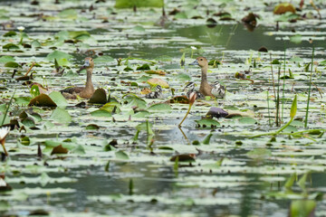 A mother duck and her ducklings in the water
