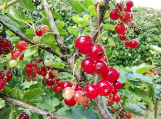 leckere reife rote Johannisbeeren - Erntezeit im Garten, frisch, gesund, Vitamine, Beerenstrauch, Marmelade, Smoothie, Gesundheit