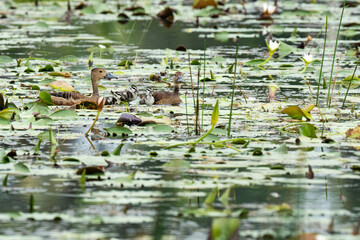 A mother duck and her ducklings in the water
