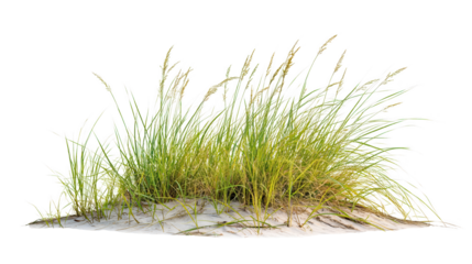 Growth of buffalo grass, isolated on transparent background