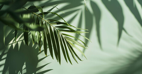 Abstract Palm Leaf Shadow Overlay on Light Green Background. Minimalist Tropical Design for Branding and Marketing. Copy space