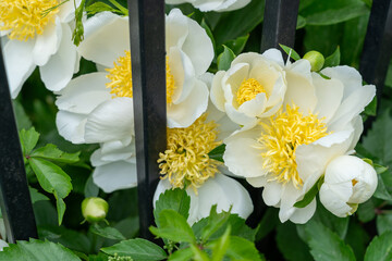 White peonies, also known as paeonia in bloom along a fence, bright yellow centers, lush green...