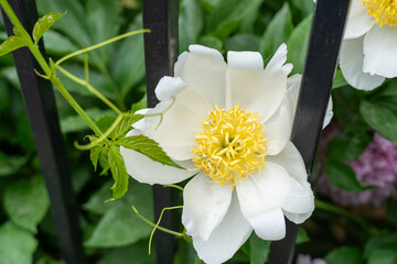 White peonies, also known as paeonia in bloom along a fence, bright yellow centers, lush green...