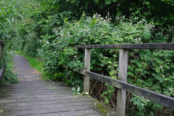 Summer walk in green public dog park