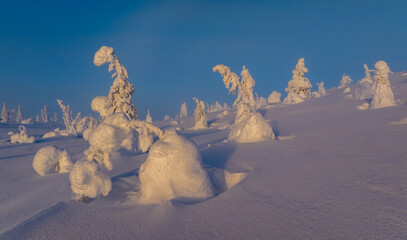 Amazing view of snow covered trees in wintertime © arai